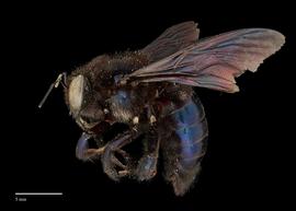  Xylocopa californicus male lateral, photo: J. Scott Adams 
